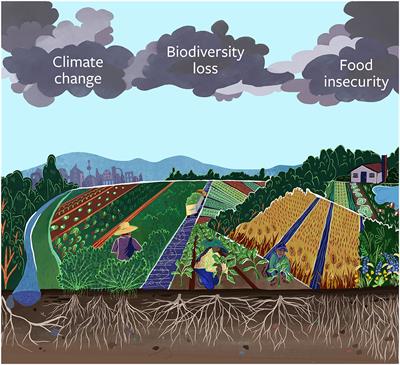 Narrow and Brittle or Broad and Nimble? Comparing Adaptive Capacity in Simplifying and Diversifying Farming Systems